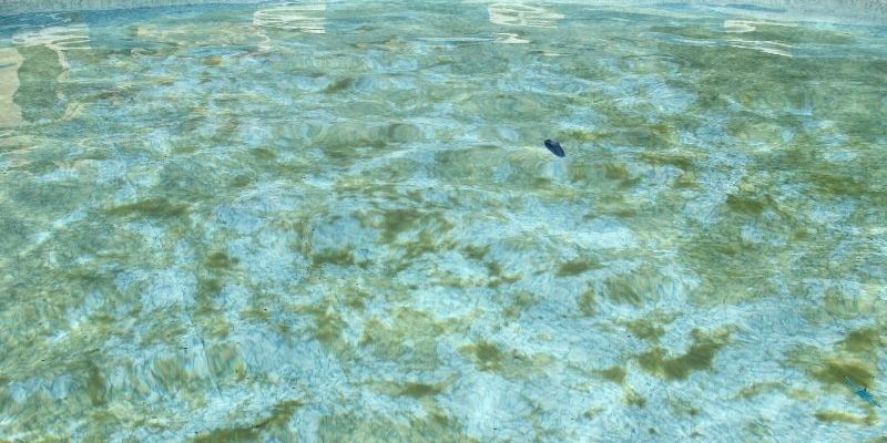 So werden Sie Pool-Algen los